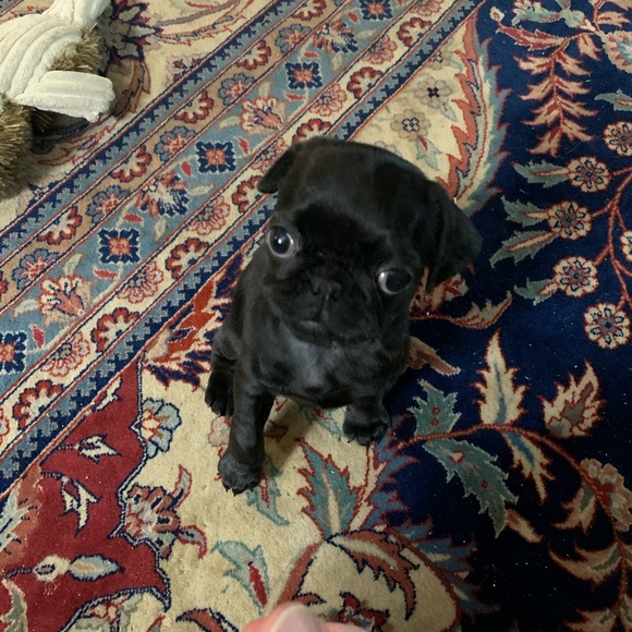 Meet your Posher, Sophia - Picture 1 of 1